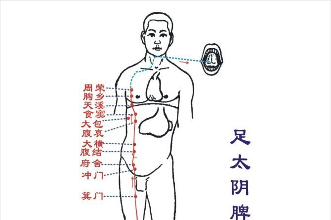 足太陰脾經(足泰陰脈) 足太陰脾經(足泰陰脈)