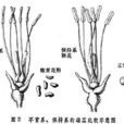 花粉敗育 花粉敗育