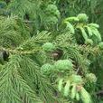 柳杉(松杉目杉科植物) 柳杉(松杉目杉科植物)