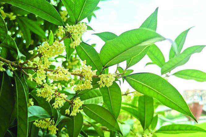 桂花甜糯531 桂花甜糯531