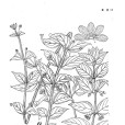 思茅香草 思茅香草
