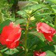 鳳仙花(指甲花)