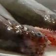 小鰭鐮齒魚 小鰭鐮齒魚
