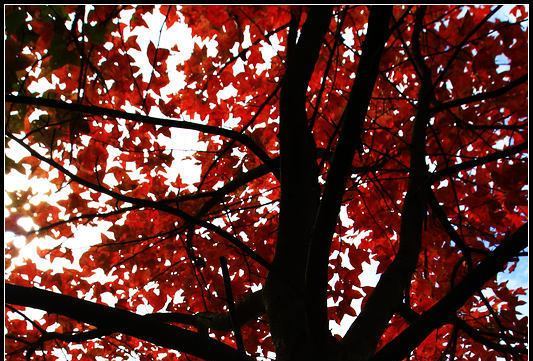 紅傘紅楓 紅傘紅楓