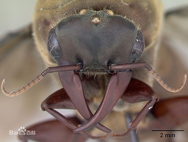 食人蟻