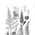 全緣網蕨 全緣網蕨