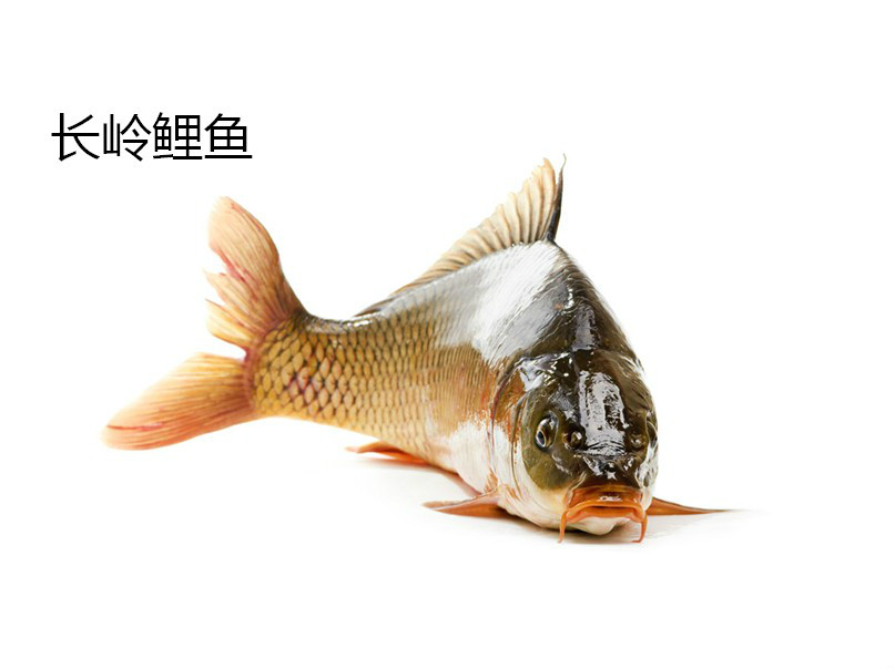 長嶺鯉魚