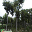 白櫸 白櫸