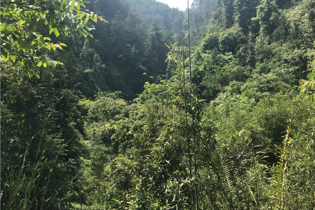 鐘乳洞(自貢市富順縣李橋鎮石盤村境內古蹟) 鐘乳洞(自貢市富順縣李橋鎮石盤村境內古蹟)