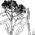 粘毛香青 粘毛香青