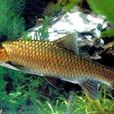 青竹魚 青竹魚