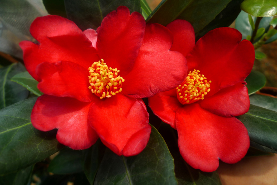 夏日紅絨 夏日紅絨