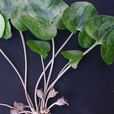 杜衡(馬兜鈴科、細辛屬多年生草本植物)