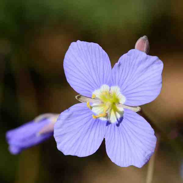 Heliophila leptophylla