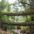樹根橋(印度乞拉朋齊植物橋) 樹根橋(印度乞拉朋齊植物橋)