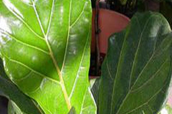 Ficus lyrata Ficus lyrata