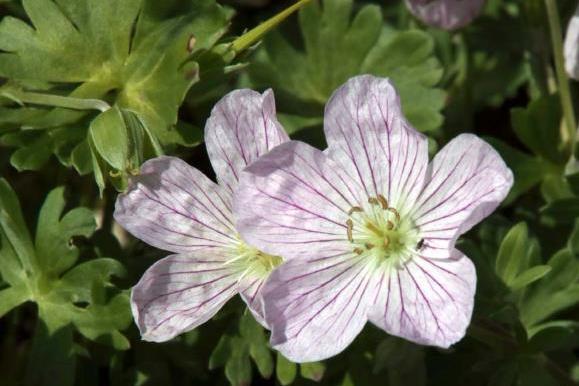 Geranium × lindavicum \x27Apple Blossom\x27