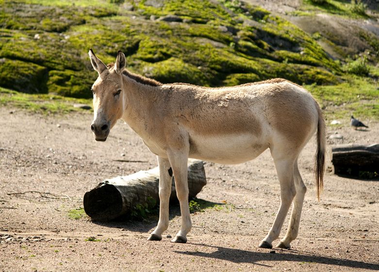 蒙古野驢土庫曼亞種