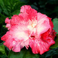 甜蜜伊人(甜蜜(朱槿品種)) 甜蜜伊人(甜蜜(朱槿品種))