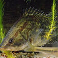 鰲花魚(桂魚)
