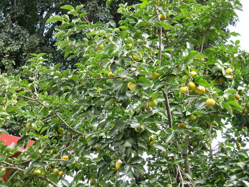 上海子自然村水果種植