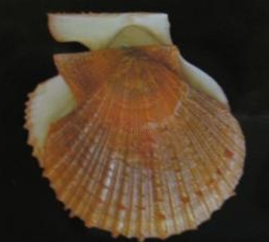 蟲斑櫛孔扇貝
