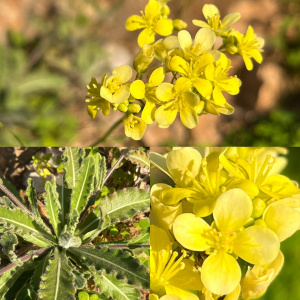 Biscutella sempervirens