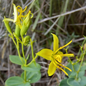 Cambessedesia purpurata