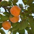 大紅袍(柿樹栽培品種) 大紅袍(柿樹栽培品種)