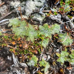 Plantago lanigera