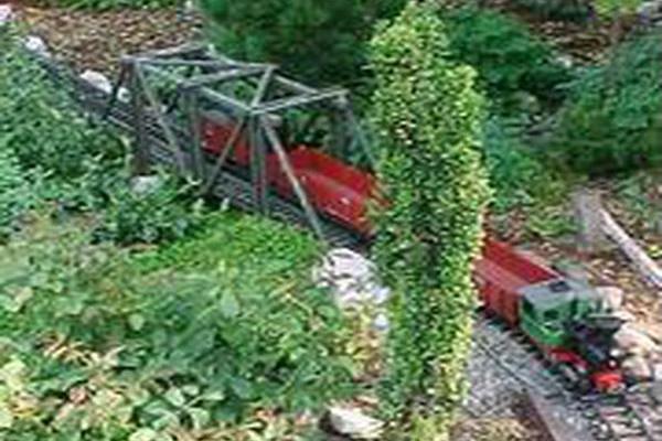 Ilex crenata \x27Sky Pencil\x27 Ilex crenata \x27Sky Pencil\x27
