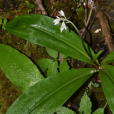 七筋姑(百合科七筋姑屬植物) 七筋姑(百合科七筋姑屬植物)