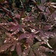 紅楓葉枯病 紅楓葉枯病