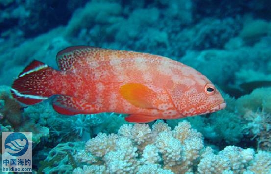橙點石斑魚(布氏石斑魚)