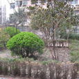 港寧園 港寧園