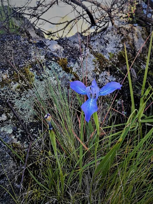 Mastigostyla herrerae