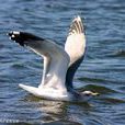 沙鷗(鷗科鳥類) 沙鷗(鷗科鳥類)