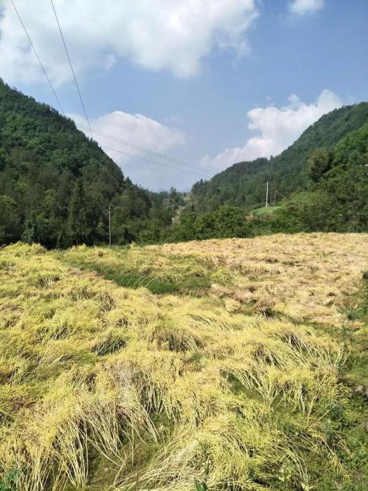 小田村(江西省尋烏縣吉潭鎮下轄行政村) 小田村(江西省尋烏縣吉潭鎮下轄行政村)