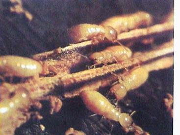 台灣乳白蟻