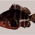 鑲點石斑魚 鑲點石斑魚