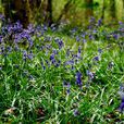 bluebell bluebell