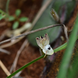 Andrographis serpyllifolia