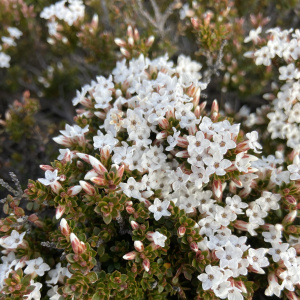 Epacris serpyllifolia