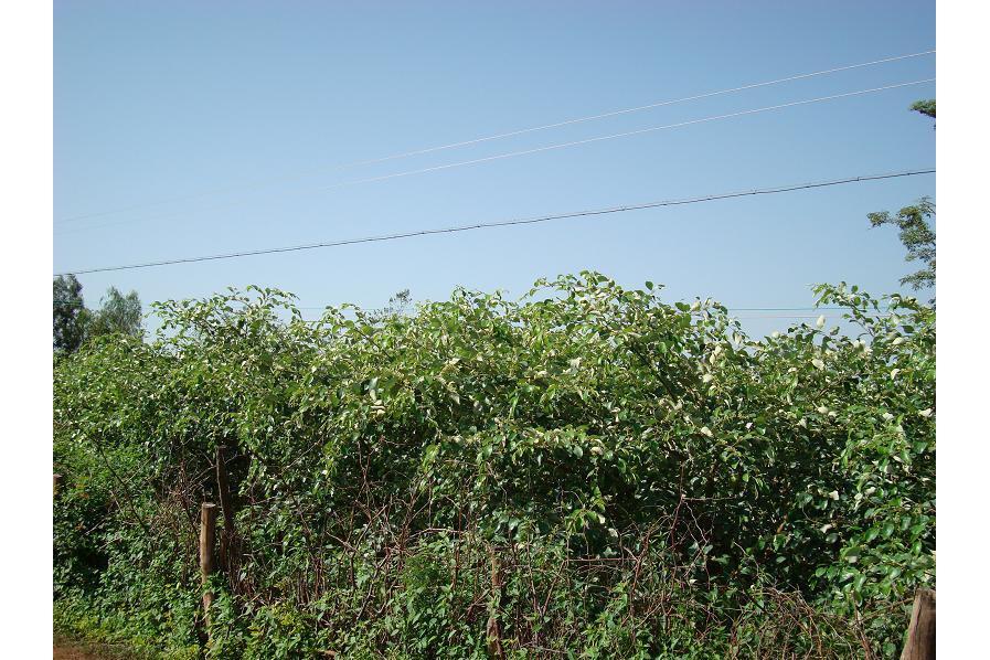 小烏頭禾村 小烏頭禾村