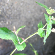多頭苦蕒(剪刀草)