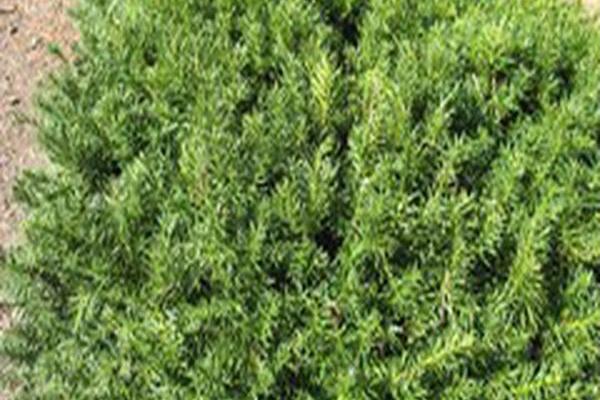 Taxus cuspidata \x27Densa\x27