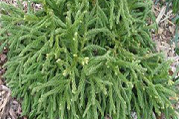 Cryptomeria japonica \x27Spiralis\x27