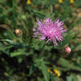 美花風毛菊(植物) 美花風毛菊(植物)