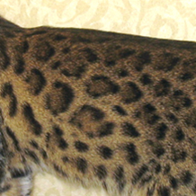 孟加拉豹貓