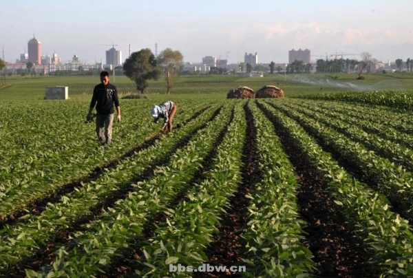 綏化市郊的農田